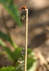 Orthetrum sabina