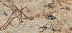 Cicindela oregona oregona