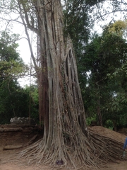Coffea arabica
