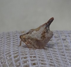 Mistharnophantia