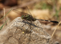 Orthetrum sabina