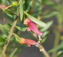 Eremophila maculata