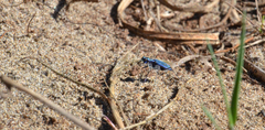 Cicindela oregona oregona