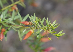 Eremophila maculata