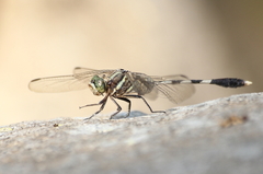Orthetrum sabina
