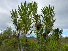 Leucadendron platyspermum