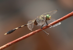 Orthetrum sabina