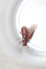 Alphitobius diaperinus