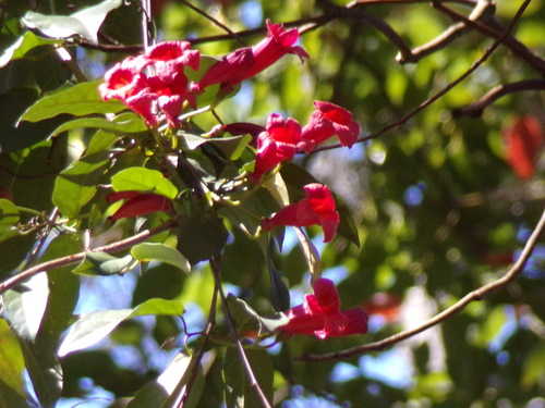 Bignonia capreolata