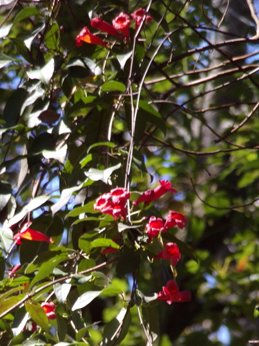 Bignonia capreolata