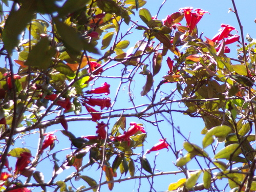 Bignonia capreolata