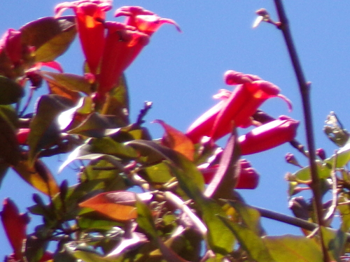 Bignonia capreolata