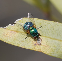 Neomyia lauta