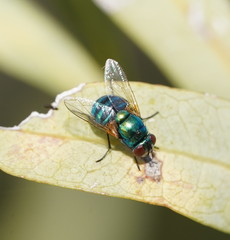 Neomyia lauta