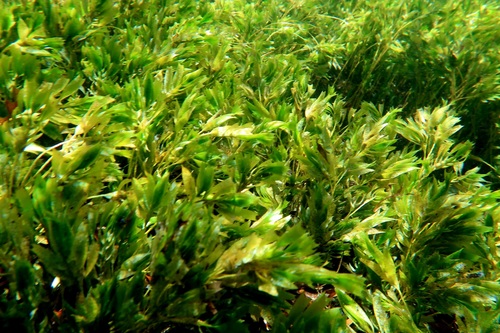 Amphibolis antarctica (Labill.) Asch.