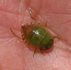Pelocoris