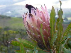 Protea longifolia × repens