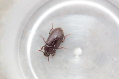 Alphitobius diaperinus