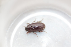 Alphitobius diaperinus