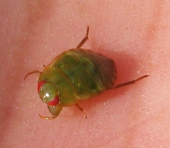 Pelocoris