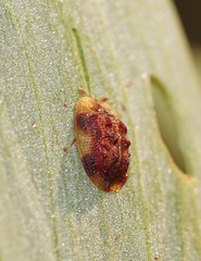 Notosacantha dorsalis