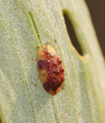 Notosacantha dorsalis