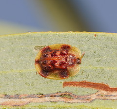 Notosacantha dorsalis