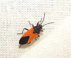 Melanopleurus belfragei