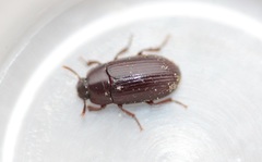 Alphitobius diaperinus