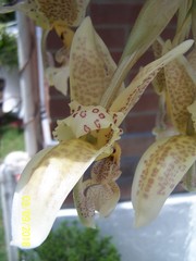 Stanhopea whittenii
