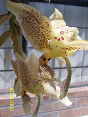 Stanhopea whittenii