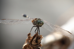 Orthetrum sabina