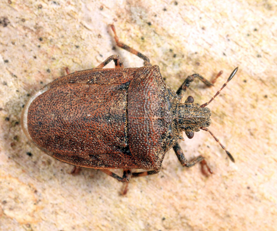 Amaurochrous cinctipes