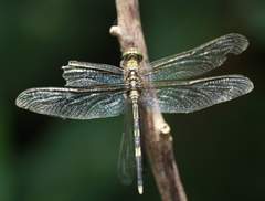 Orthetrum sabina