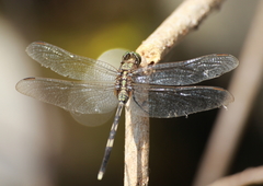 Orthetrum sabina