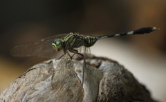 Orthetrum sabina