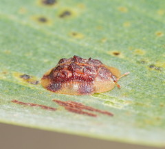 Notosacantha dorsalis