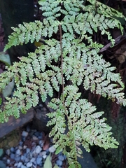Polypodiopsida