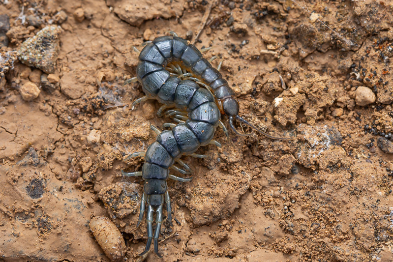 Otostigmus spinicaudus