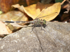 Orthetrum sabina