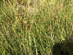 Eleocharis quinqueflora