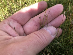 Eleocharis quinqueflora