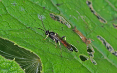 Ctenichneumon panzeri