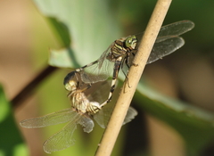 Orthetrum sabina