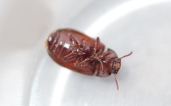 Alphitobius diaperinus