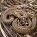 Smooth Snake - Photo (c) Daniel Branch, some rights reserved (CC BY-NC), uploaded by Daniel Branch