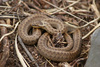 Smooth Snake - Photo (c) Daniel Branch, some rights reserved (CC BY-NC), uploaded by Daniel Branch