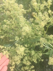 Lepidium latifolium