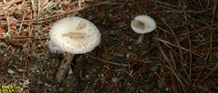 Fungi