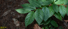 Tracheophyta